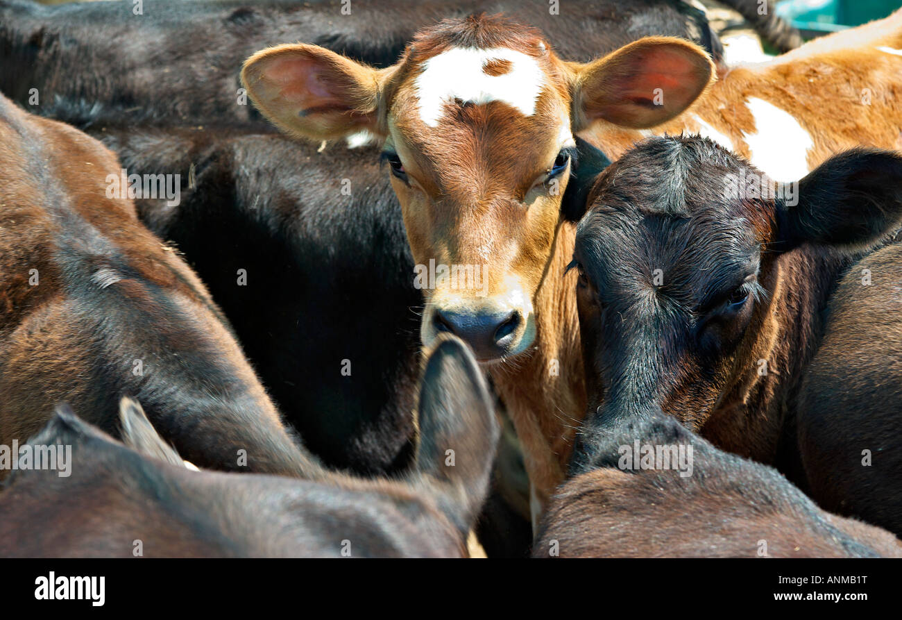 calves are all crammed together in a feed lot Stock Photo