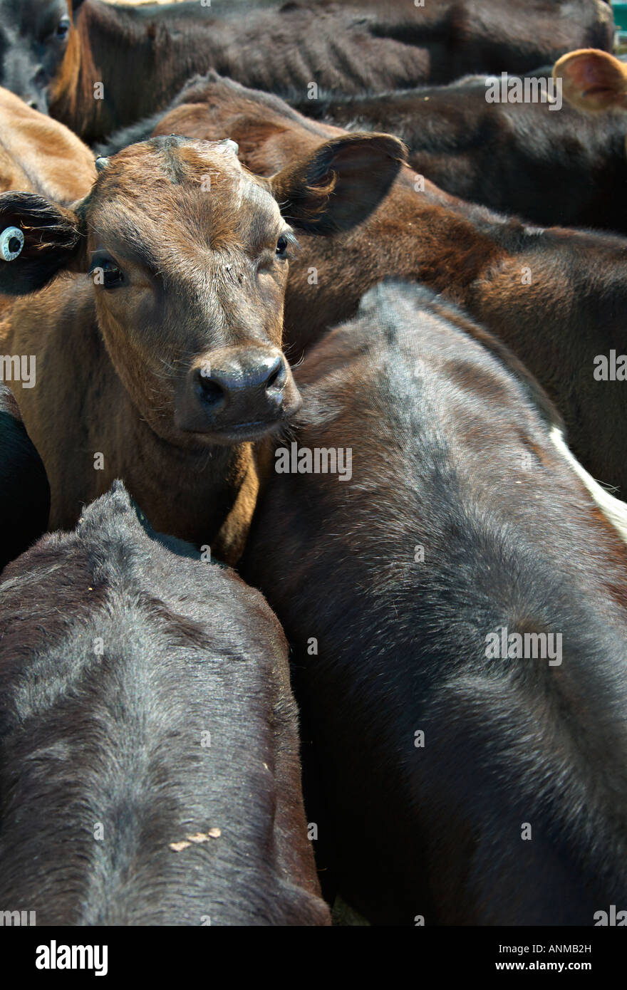 calves are all crammed together in a feed lot Stock Photo