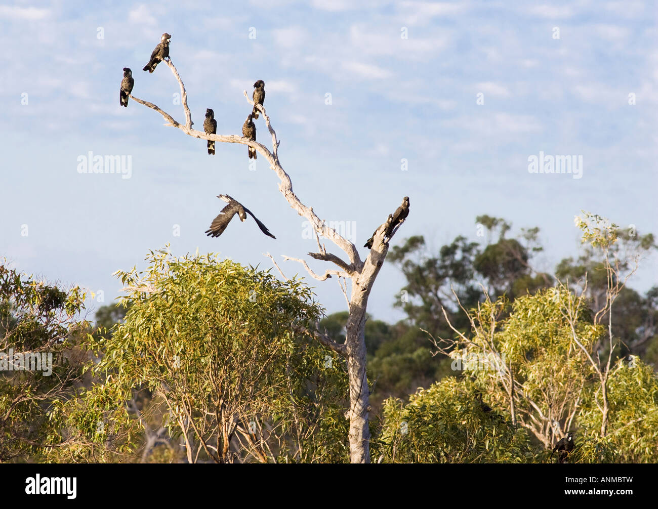 Short billed Black Cockatoos (aka Carnaby's Black Cockatoo) (Calyptorhynchus latirostris