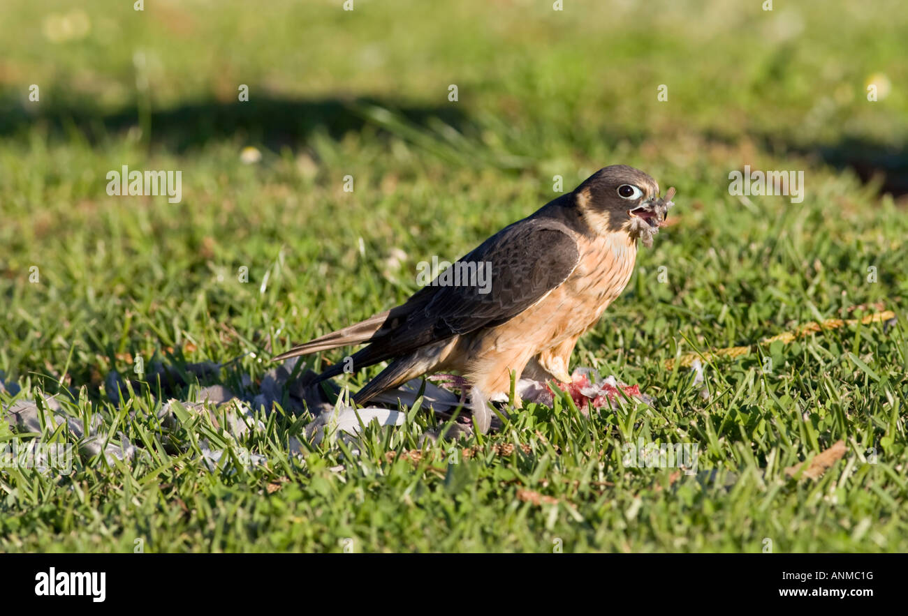 An Australian Hobby (Falco longipennis) feeding on a pigeon. Lake Monger Reserve, Perth, Western Australia Stock Photo
