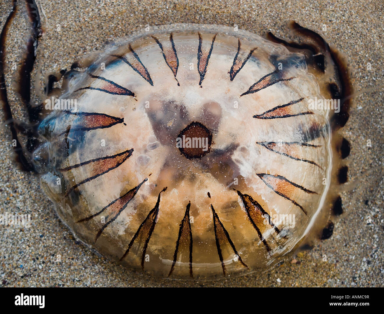 Compass jellyfish Chrysaora hysoscella on beach Stock Photo Alamy