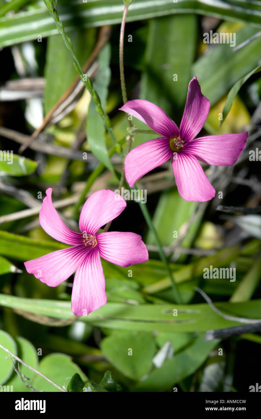 Red-Eyed Sorrel -Oxalis callosa- Family Oxalidaceae Stock Photo
