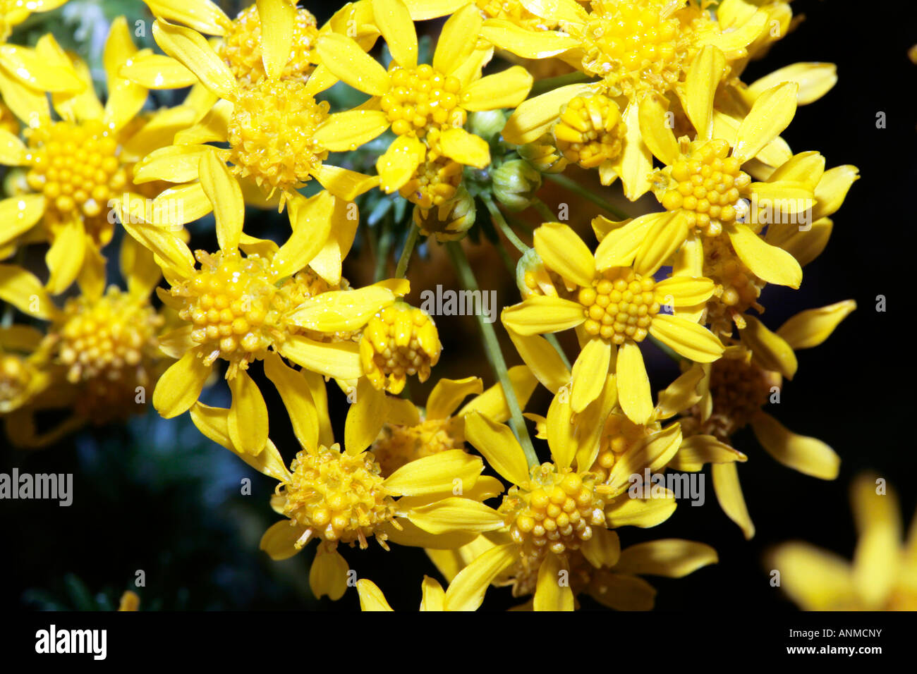 Outeniqua Raisinbush-Euryops virgineus- Family Asteraceae Stock Photo