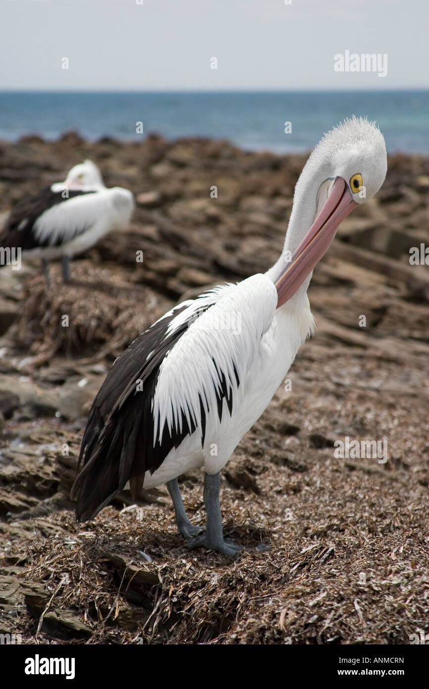 Australian Pelicans on Kangaroo Island South Australia Stock Photo - Alamy
