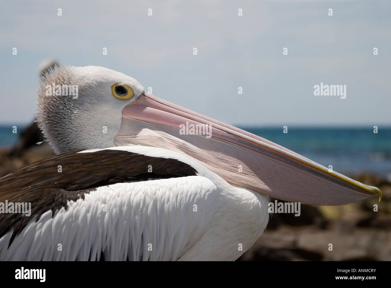 Australian Pelicans on Kangaroo Island South Australia Stock Photo - Alamy