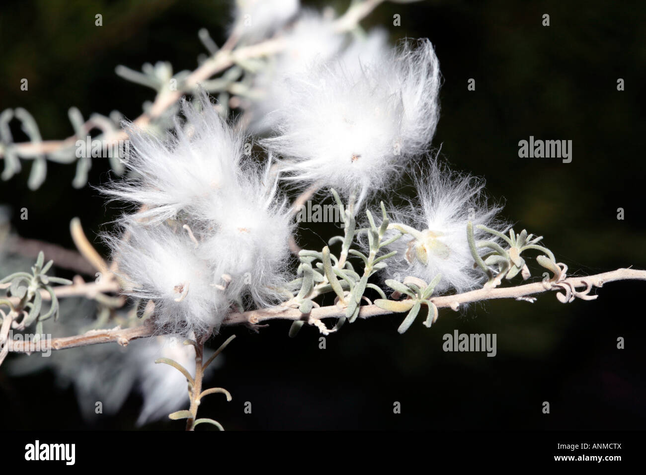 Close-up older blooms of Cape Snow Bush / Kapokbossie / Sandveld /  Wild Rosemary- Eriocephalus africanus - Family Asteraceae Stock Photo