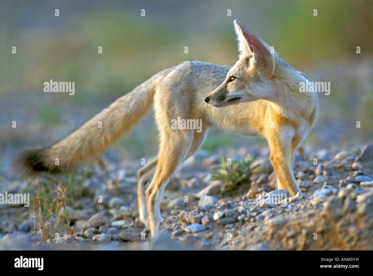 Kit fox macrotis arizona hires stock photography and images Alamy
