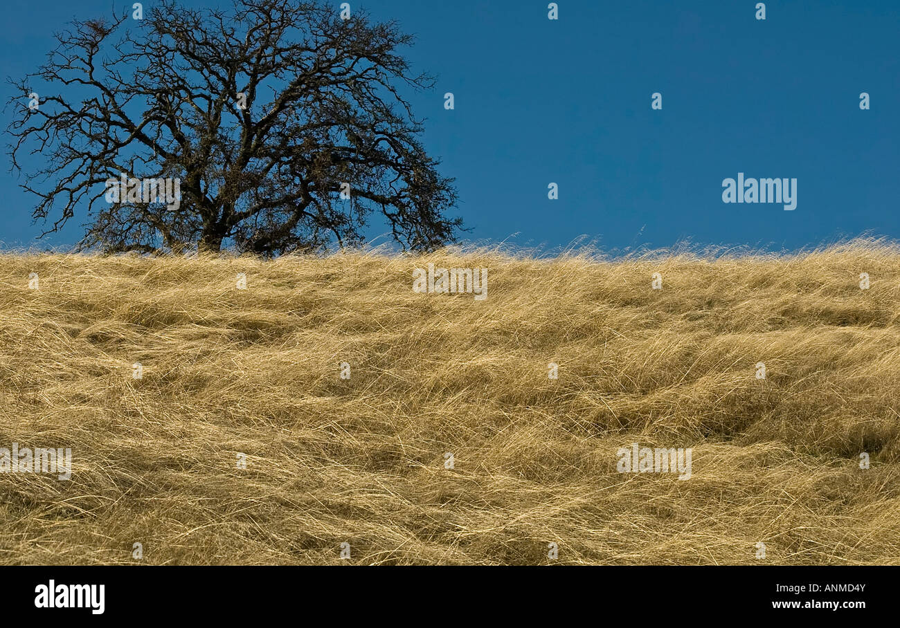 Lone oak tree on summer hi res stock photography and images Alamy Lone oak tree on summer hi res stock photography and images Alamy