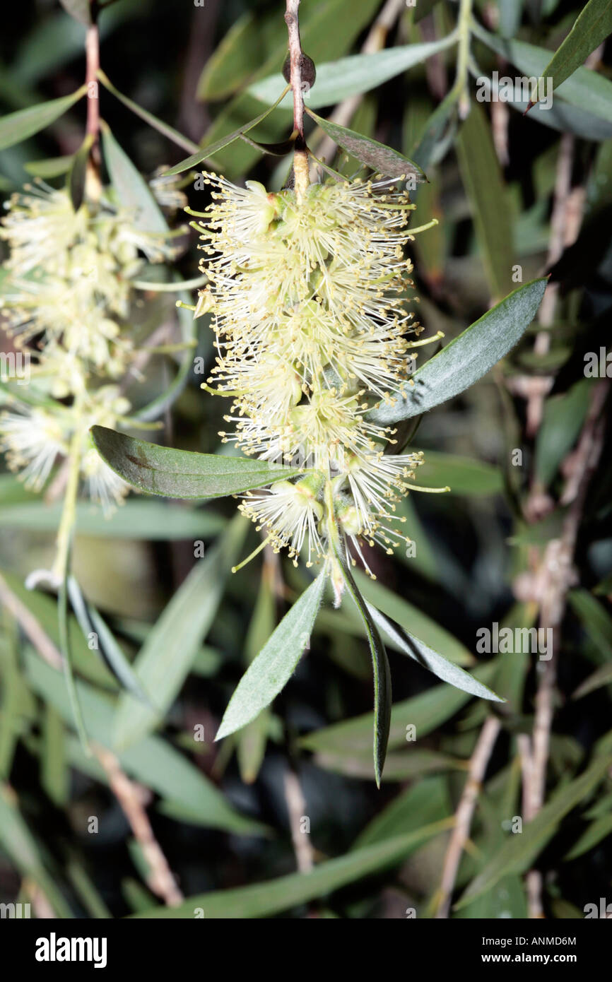 Revolution Green- Melaleuca bracteata cultivar-Family Myrtaceae Stock Photo