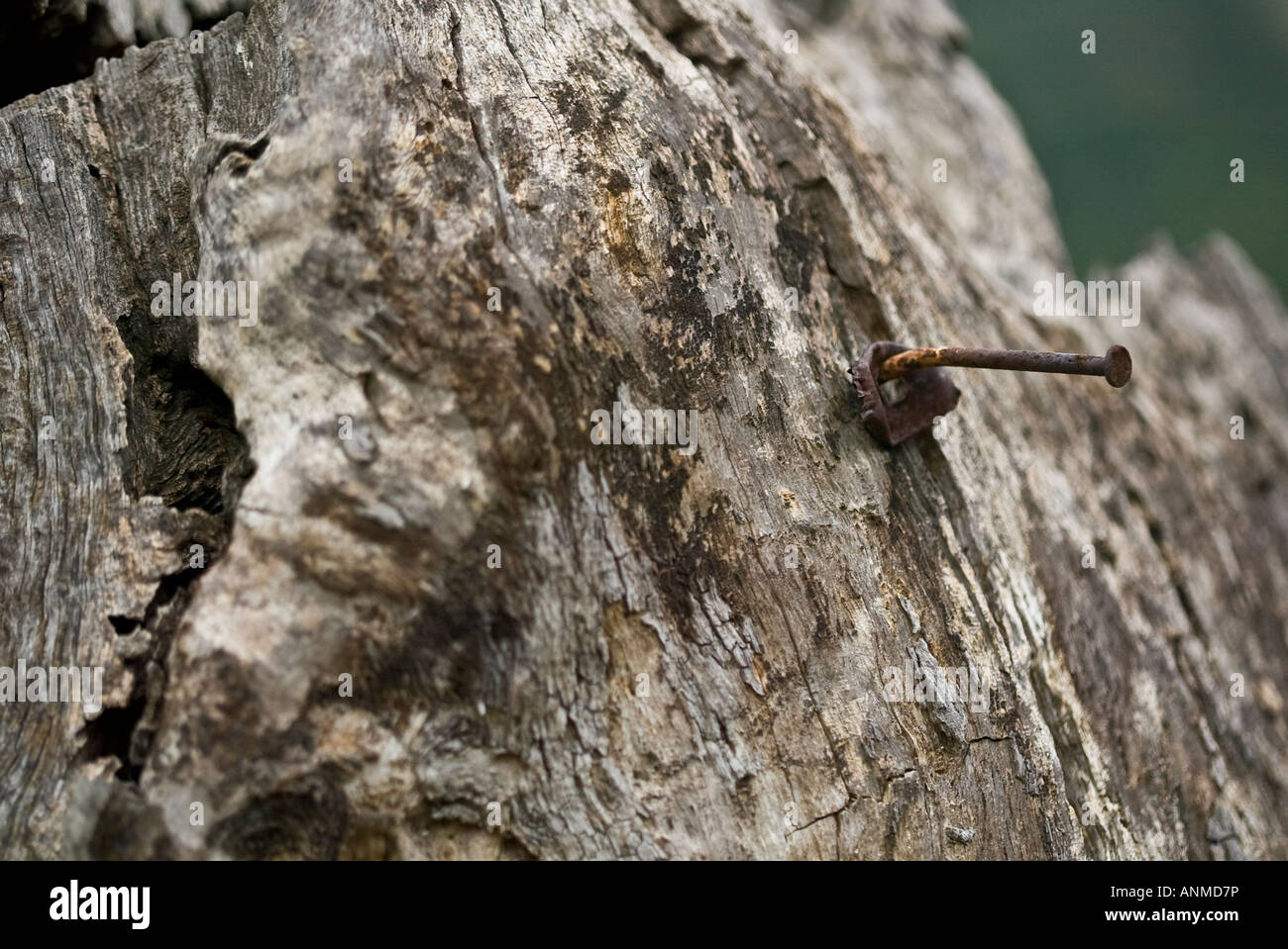 Rusty nail in tree stump Stock Photo Alamy