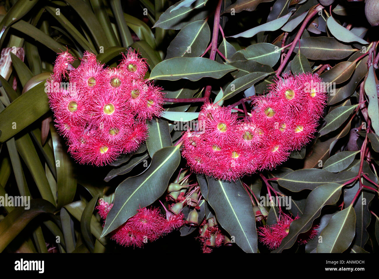 Western Australian Red Flowering Gum flowers and fruit - Eucalyptus ficifolia- Family Myrtaceae Stock Photo