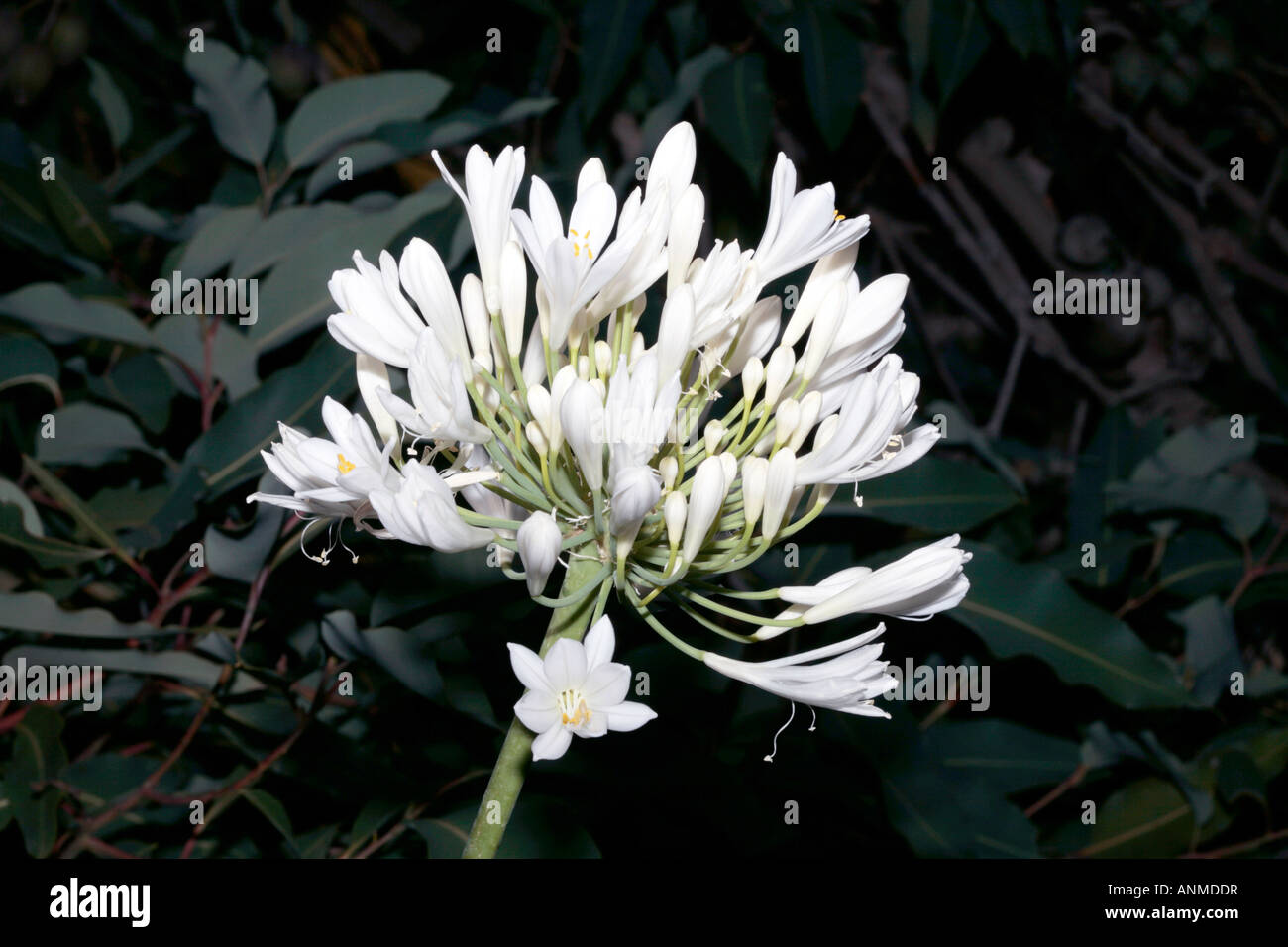 Agapanthus-Agapanthus praecox ssp.orientalis- Family Liliaceae/Alliaceae Stock Photo