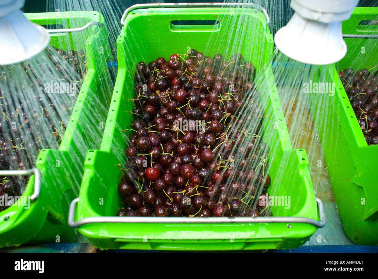 Process of washing fruit hires stock photography and images Alamy