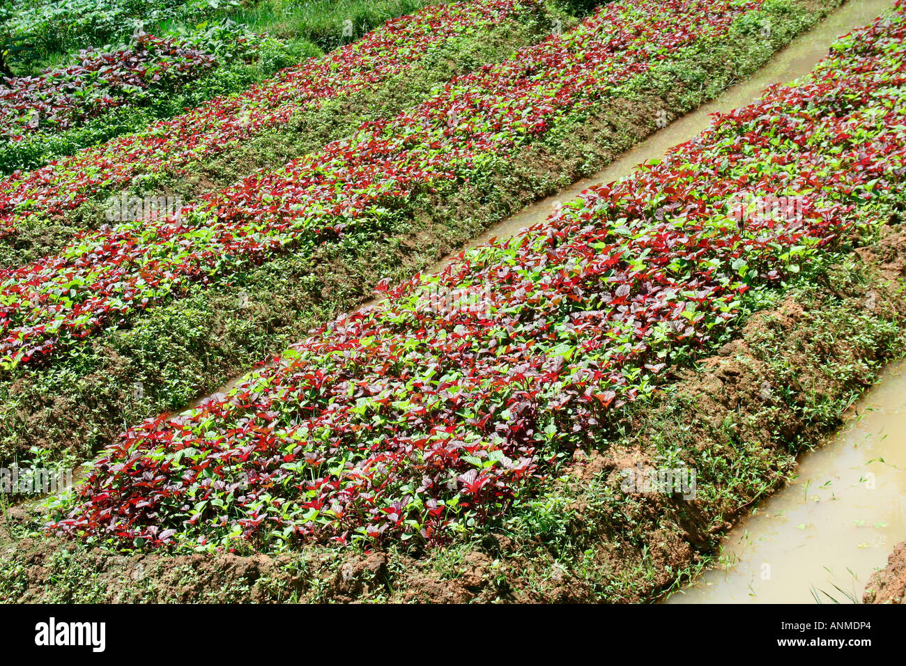 Vegetable cultivation at a farm in Vellayani Kerala Stock Photo Alamy