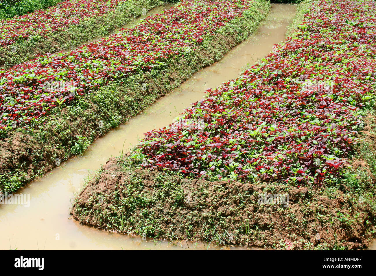 Vegetable farming in kerala hires stock photography and images Alamy