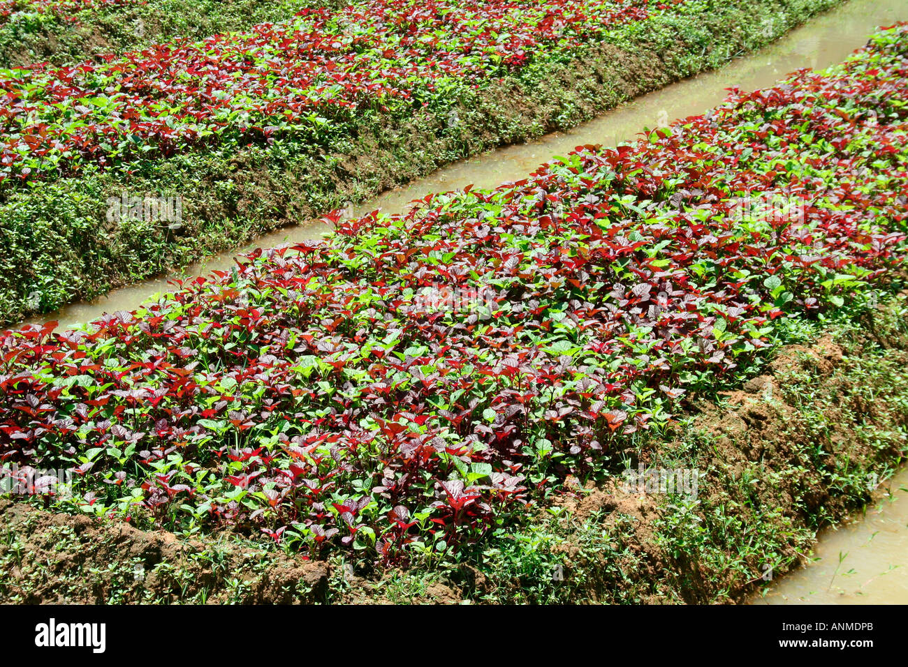 Vegetable farming in kerala hires stock photography and images Alamy