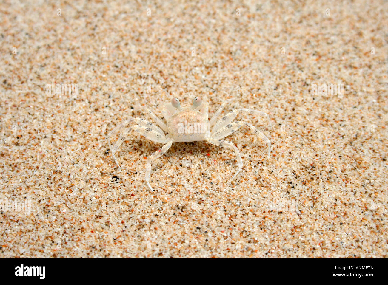 Close up of a crab with transparent shell on the white beach sands of Jolly buoy Andaman Stock Photo