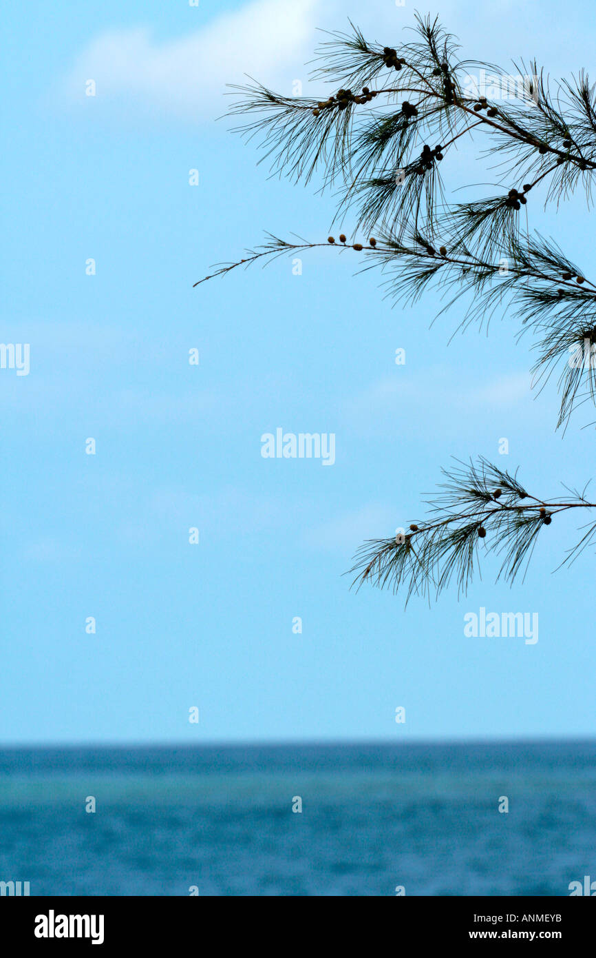 Tree leaves in the background of the blue sky and blue sea at Jolly buoy in Andaman Stock Photo