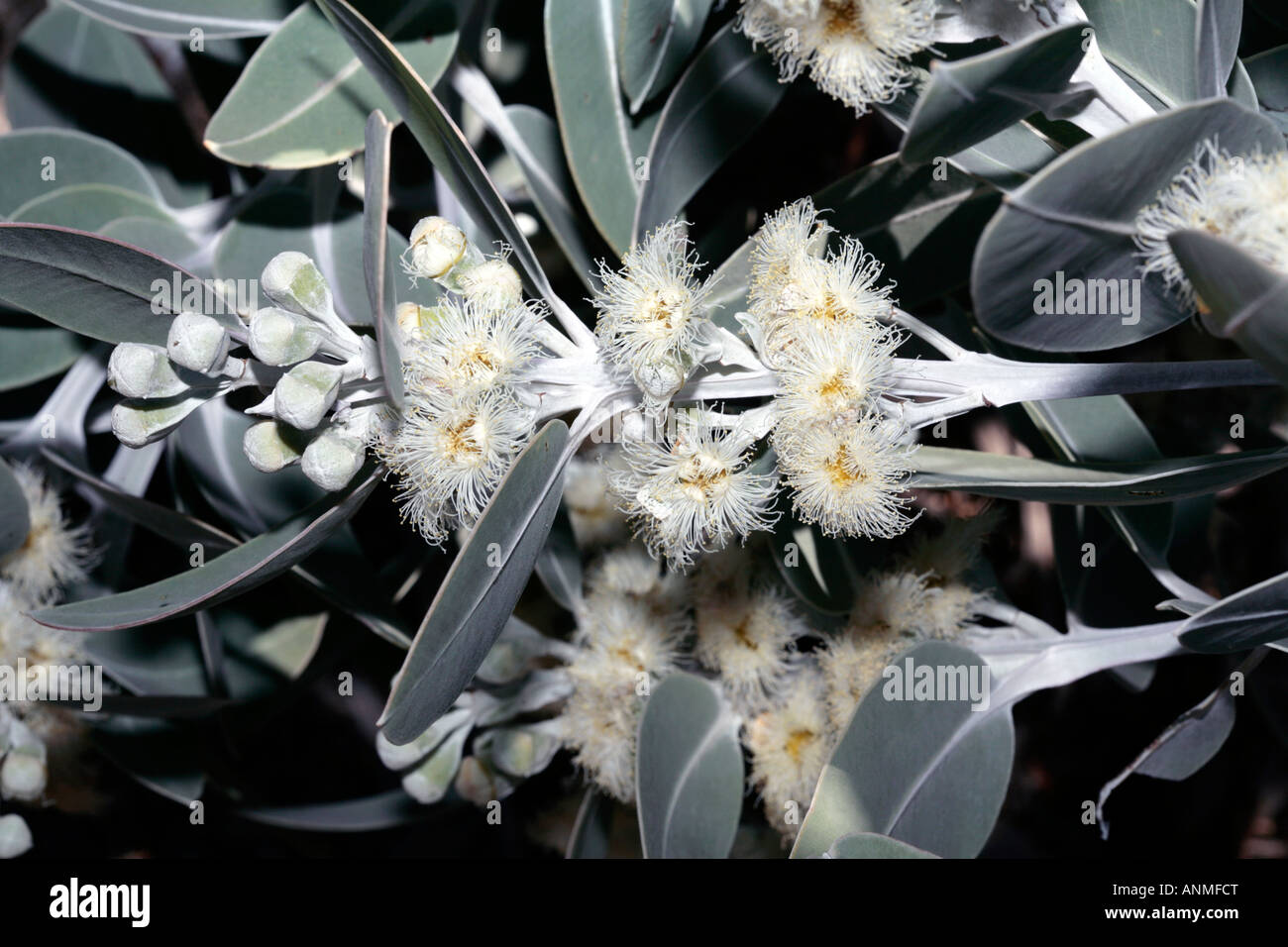 Tallerack/Mealy Gum/Silver Matlock/White Matlock/White-leaved Matlock flower-Eucalyptus pleurocarpa[syn.E. tetragona]-Myrtaceae Stock Photo