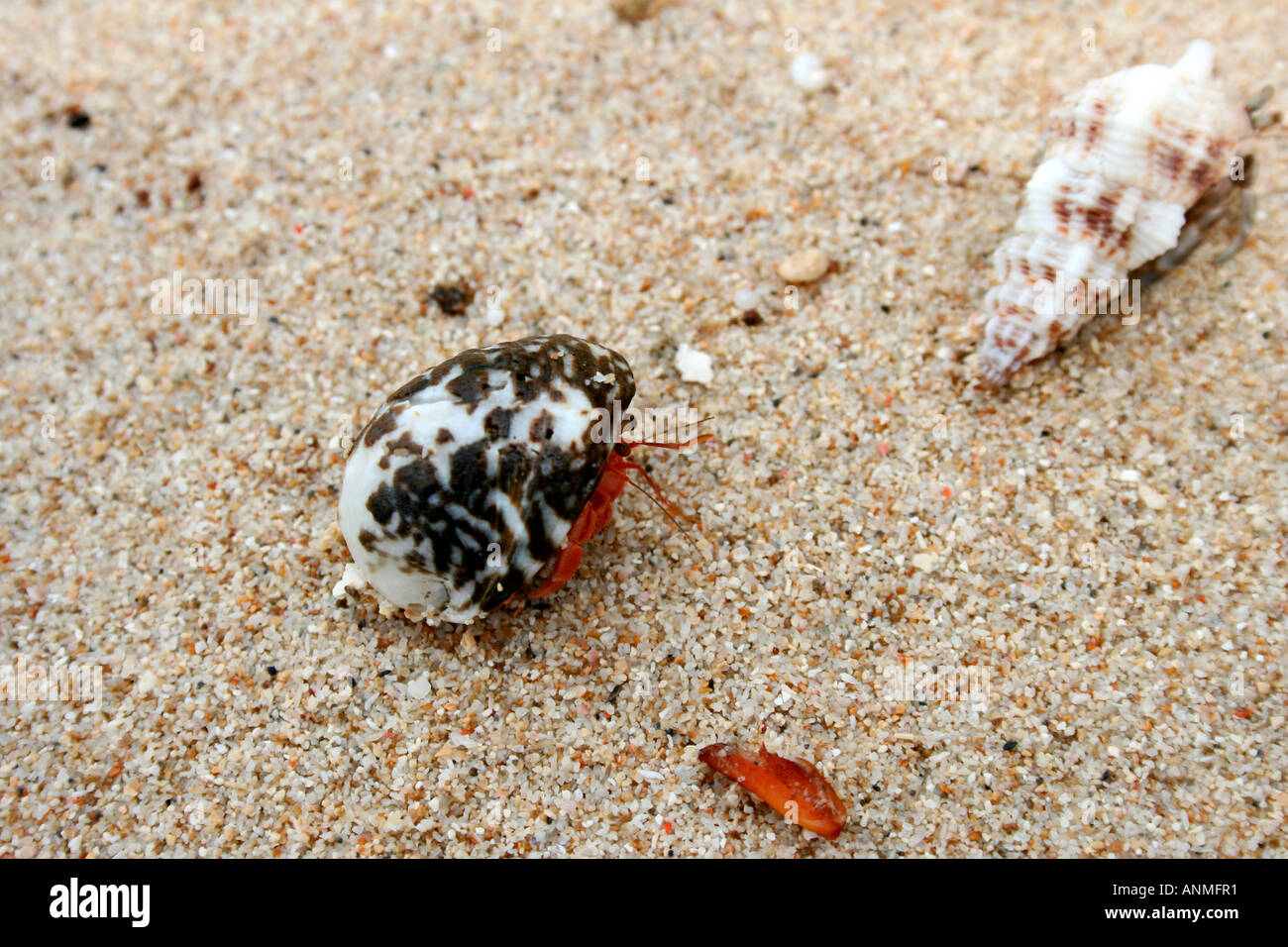 Shells lying on white beach sand with the insect peeping out of one at ...