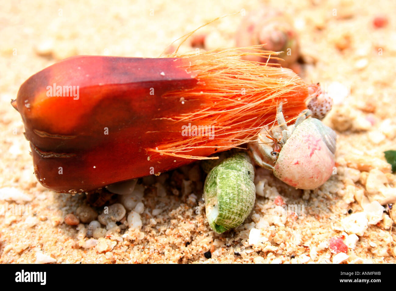 Close up of two sea shell animals feeding on the remains of the fruit of cashew nut tree at Jolly buoy beach in Andaman Stock Photo