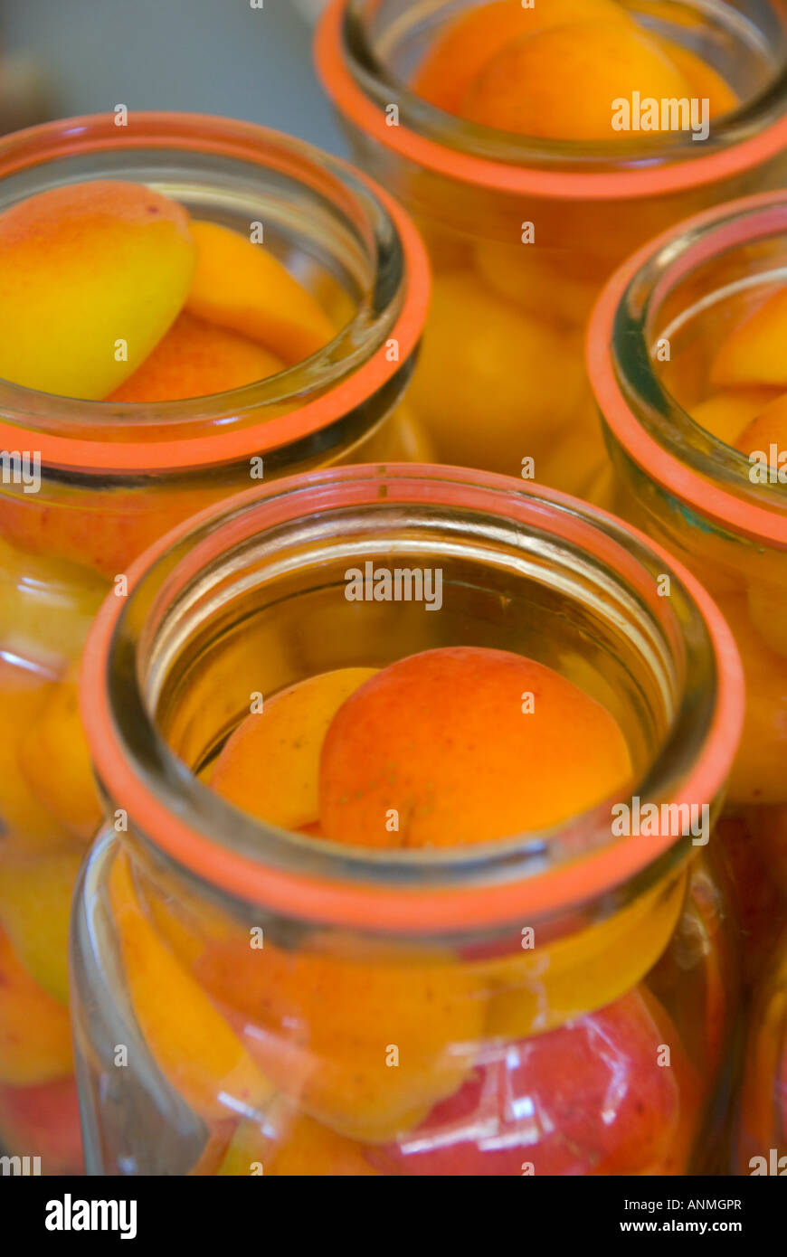 Bottled ripe Moorpark apricots packed into vacuum jars to be preserved in a light sugar syrup Stock Photo