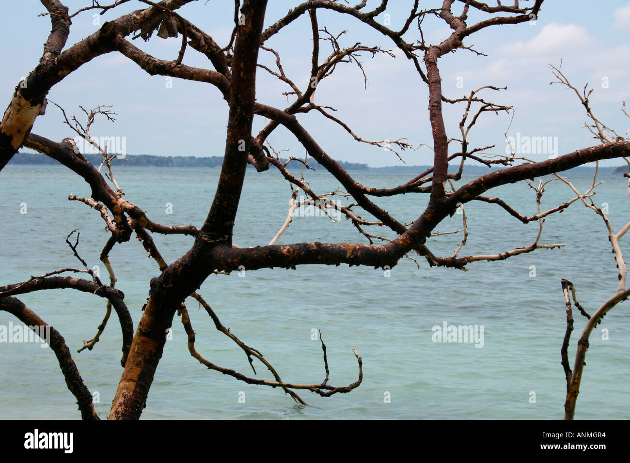 Leafless branches of a tree fell by Tsunami in the background of the blue sea and distant land at Jolly buoy beach Andaman Stock Photo