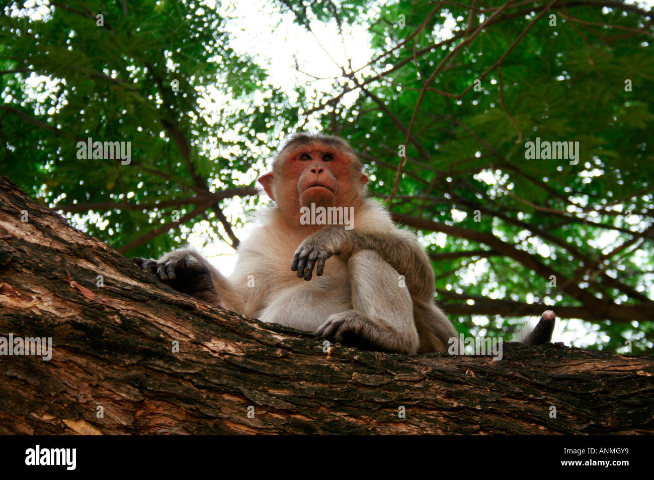 Close up of a monkey sitting on the branch of a tree watching something intently Stock Photo