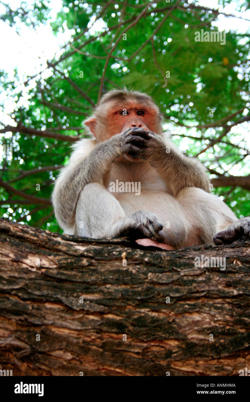 Close up of a monkey sitting on the branch of a tree cupping its mouth and watching intently Stock Photo