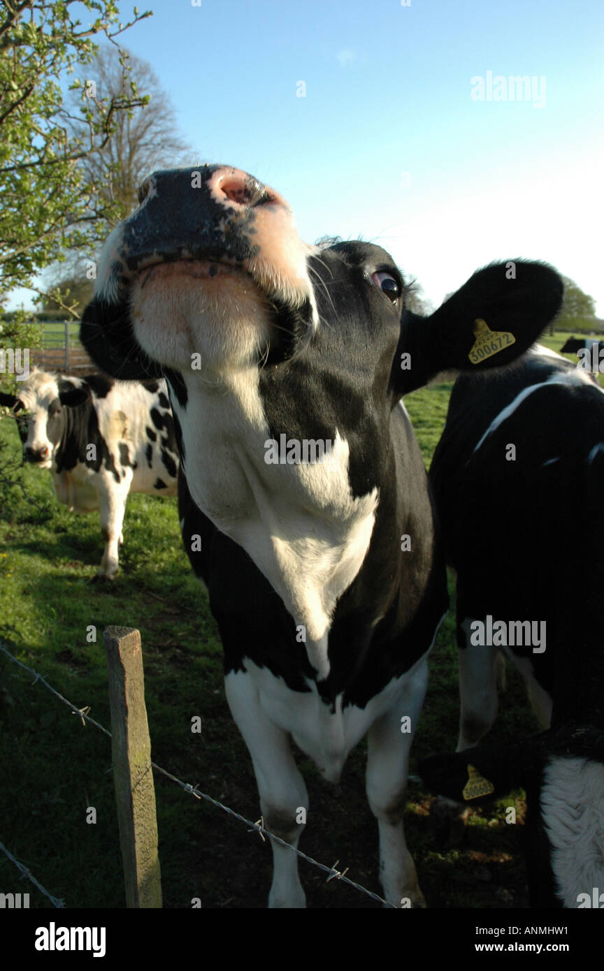 Funny cow head hi-res stock photography and images - Alamy