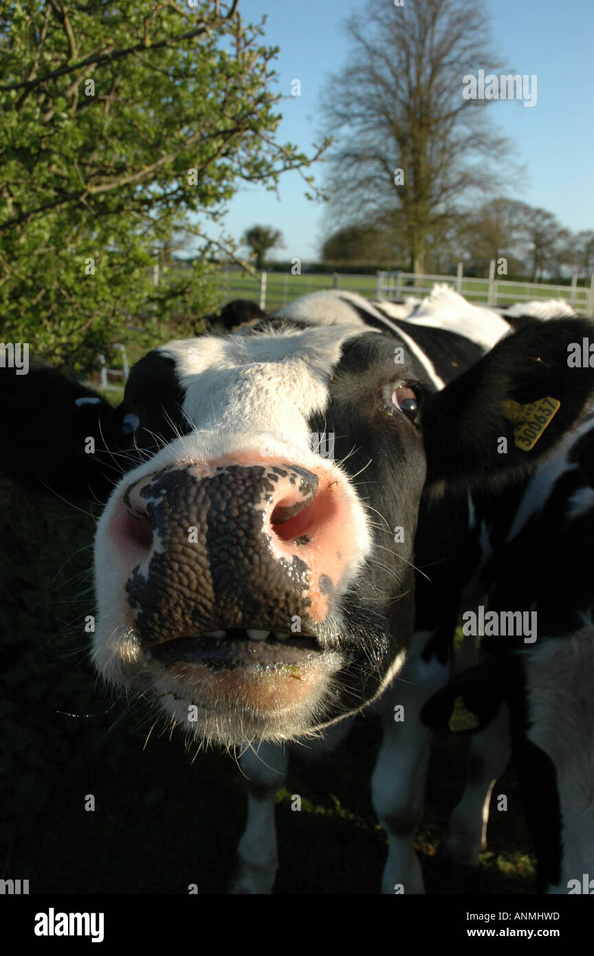 Amusing funny humourous close up of cows head in field in Hampshire England United Kingdom Stock Photo