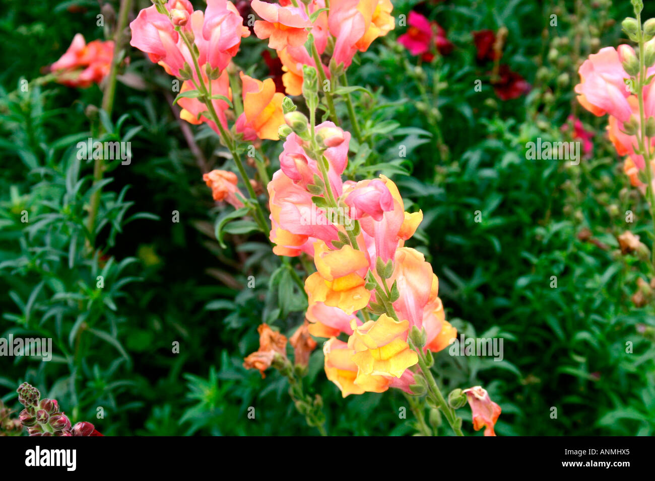 Close up of a stalk of yellow and pink flowers in a garden in Munnar, Kerala Stock Photo