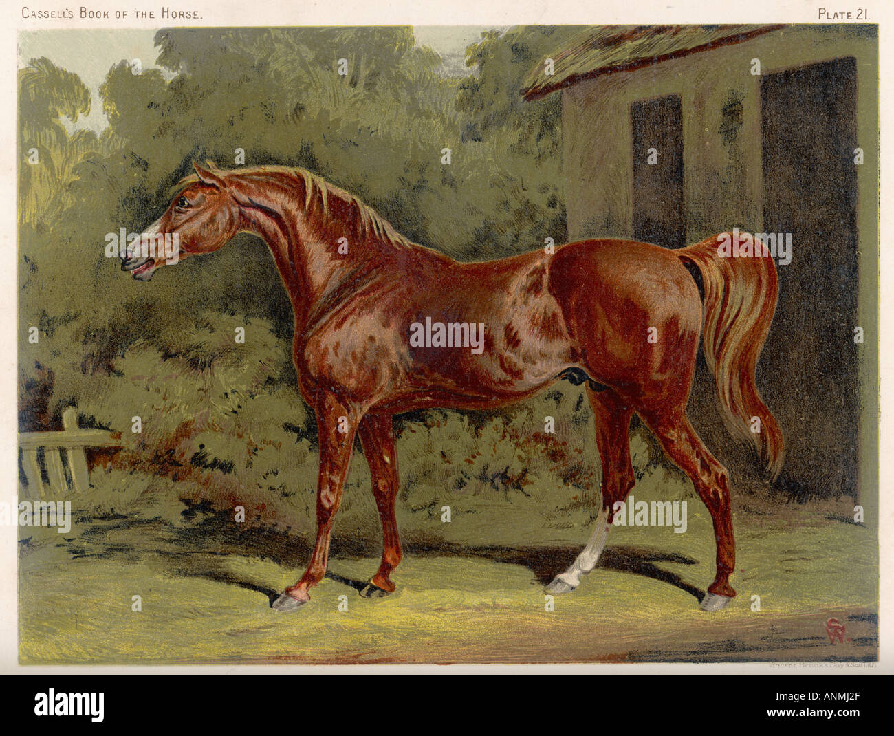 Eclipse horse hires stock photography and images Alamy