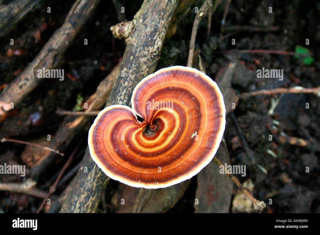 Close up of a wild mushroom at Nelliyampathi, Kerala Stock Photo