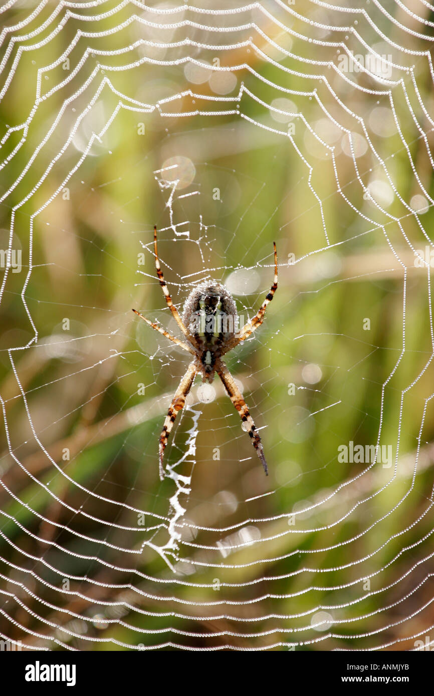 Spider's web 7 Stock Photo