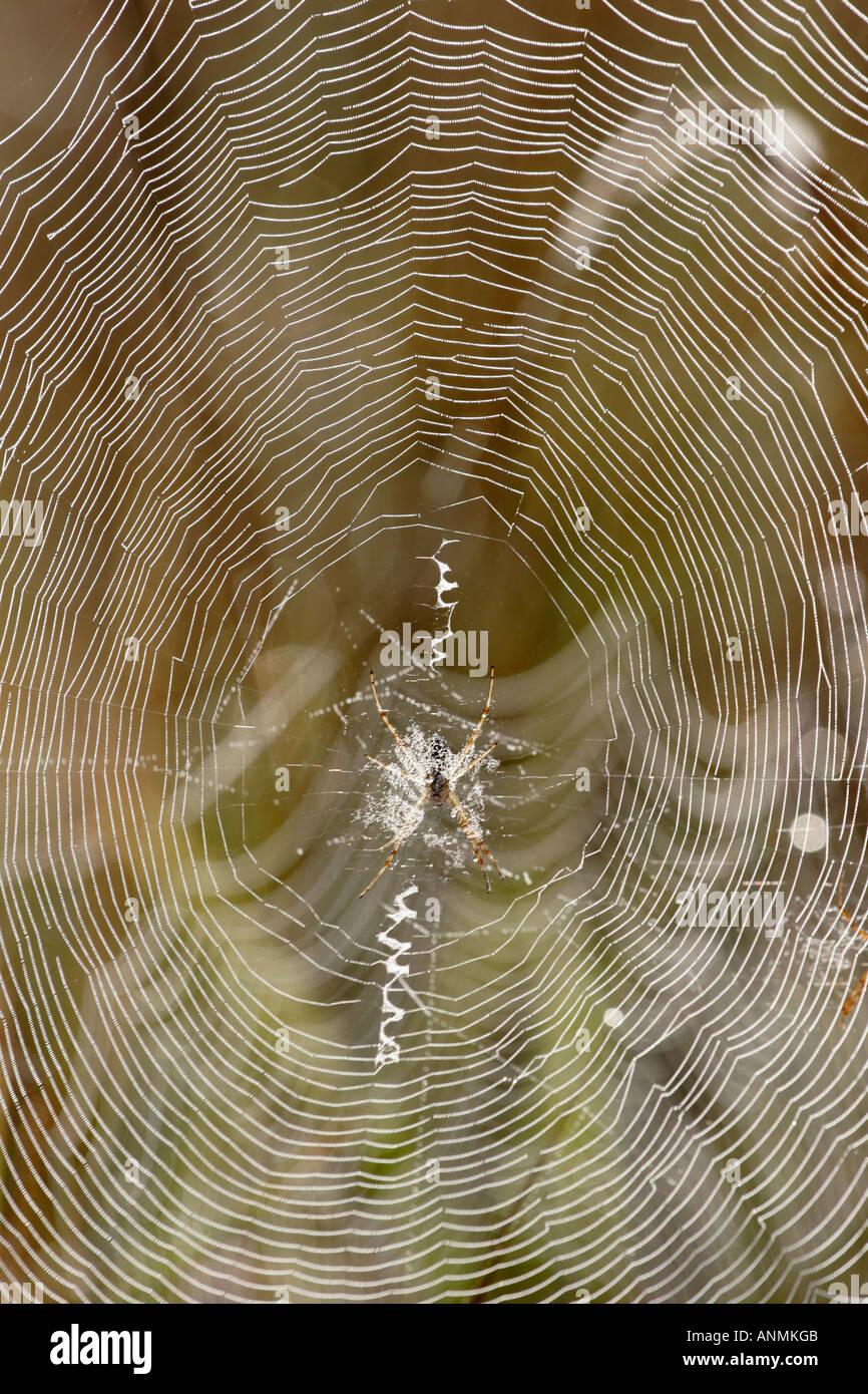 Spider's web 9 Stock Photo