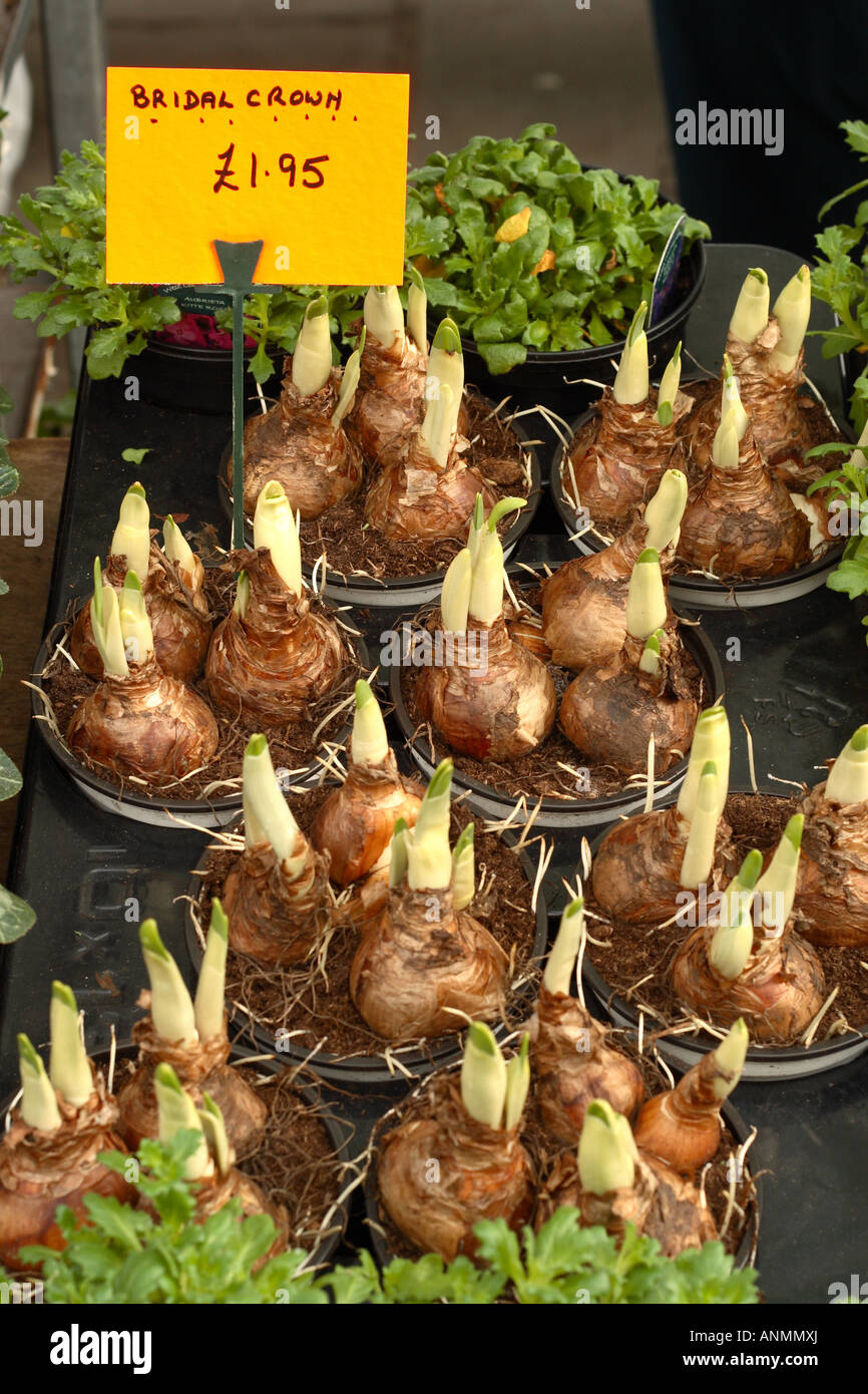 Bridal Crown daffodil bulb pots for sale at a market in December in the