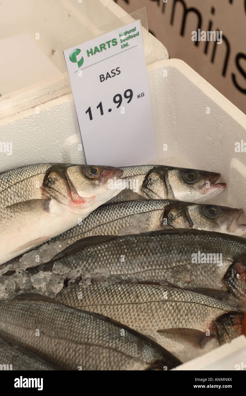 Sea Bass fresh fish for sale at market with ice and price Stock Photo