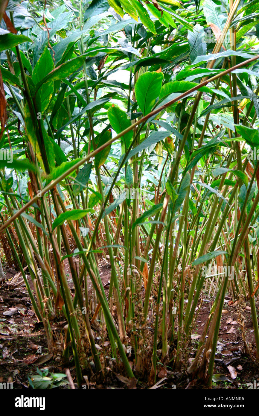 Cardamom Plants At Pothamedu Stock Photo Alamy Cardamom Plants At Pothamedu ANMNR6