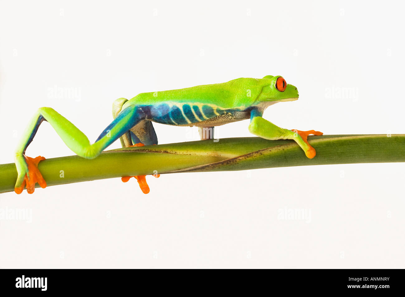 Tree frog on stem Stock Photo