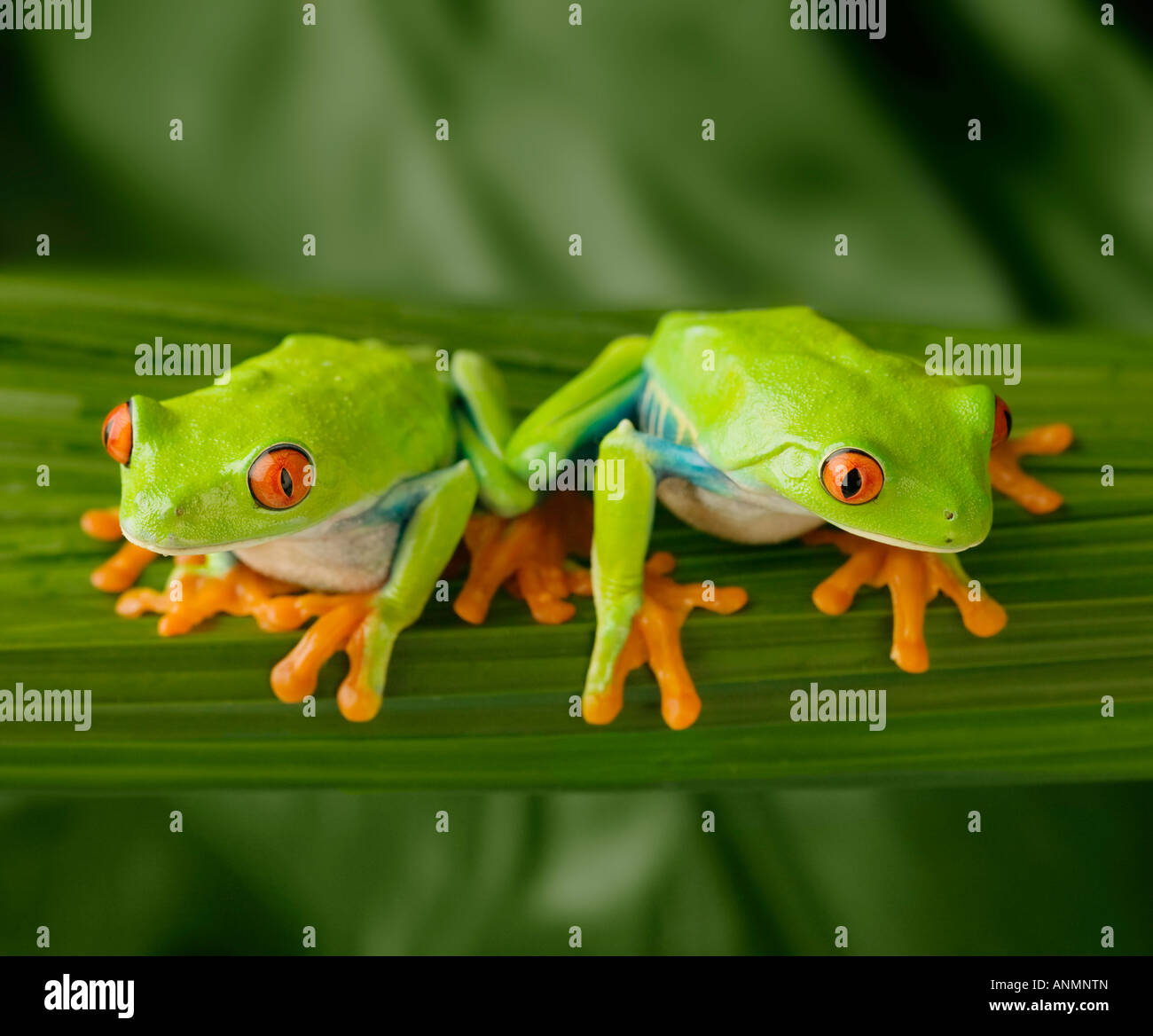 Tree frogs on leaf Stock Photo