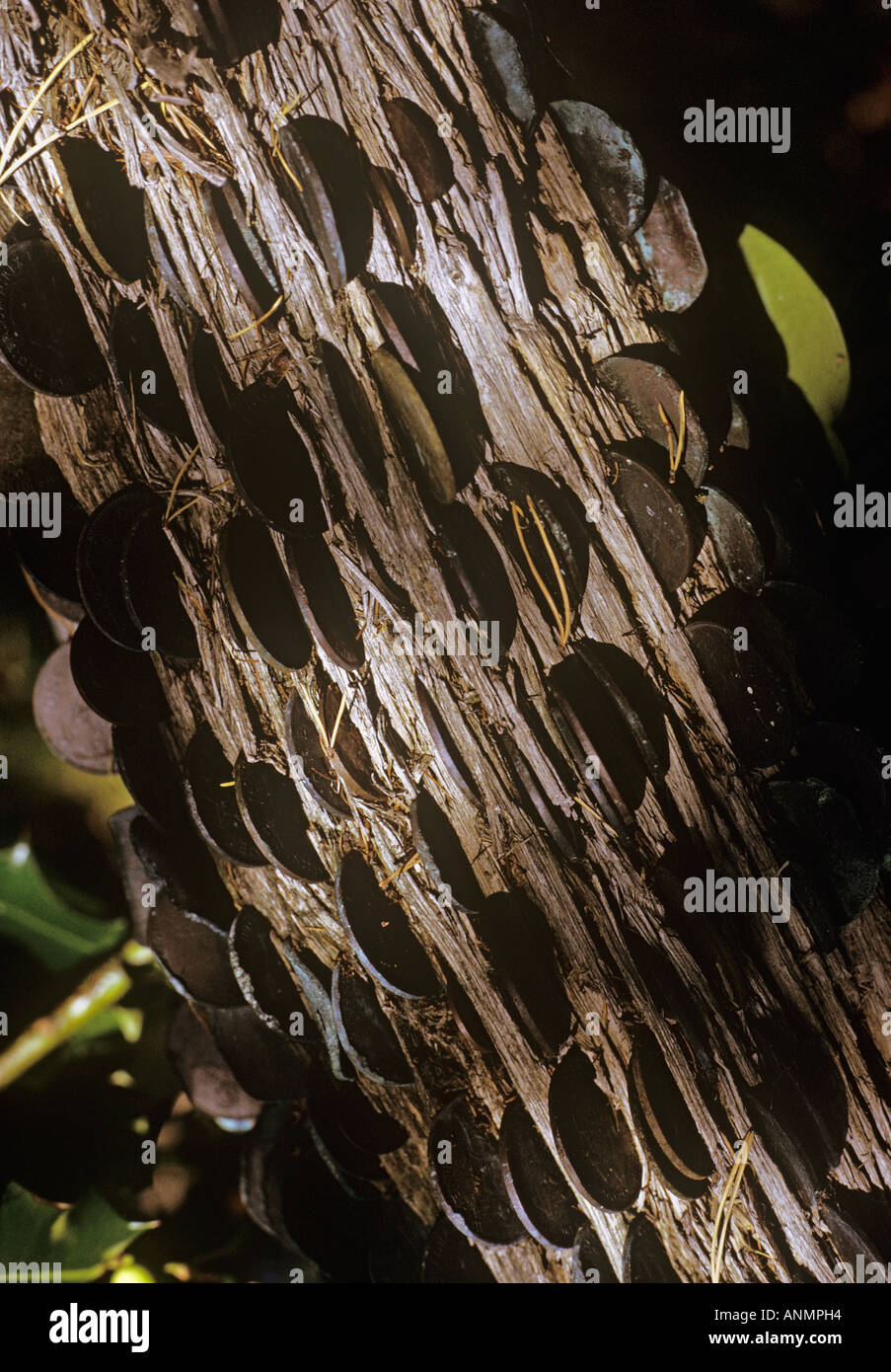 Copper Coin Tree Old copper coins hi-res stock photography and images - Alamy