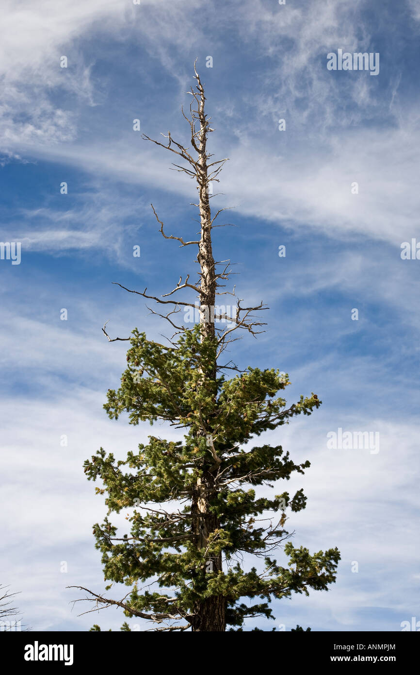 Dried out Pine tree, blue sky with clouds Stock Photo Alamy