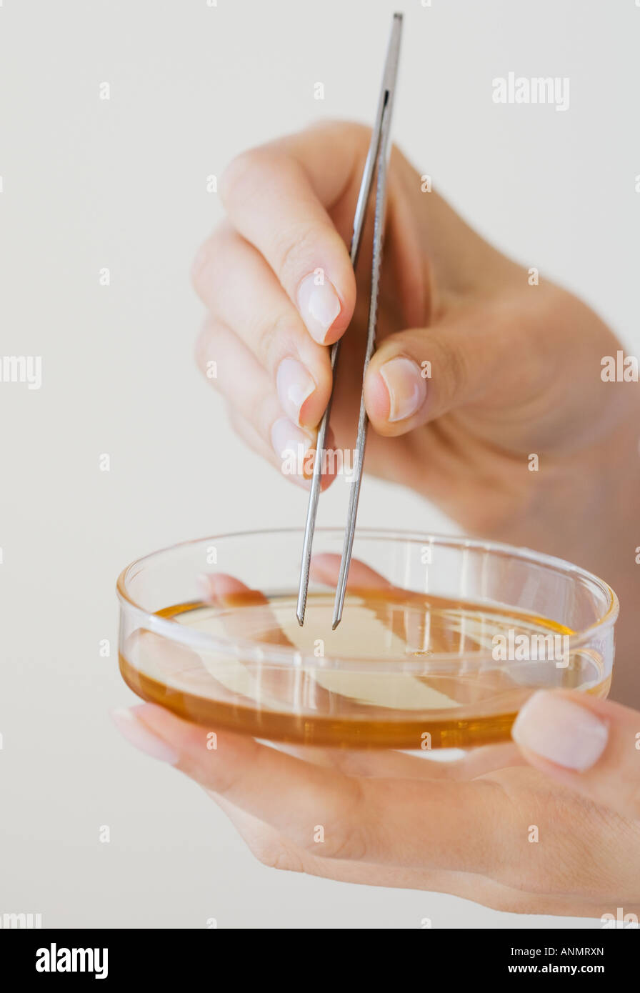 Woman removing strip from petri dish with tweezers Stock Photo