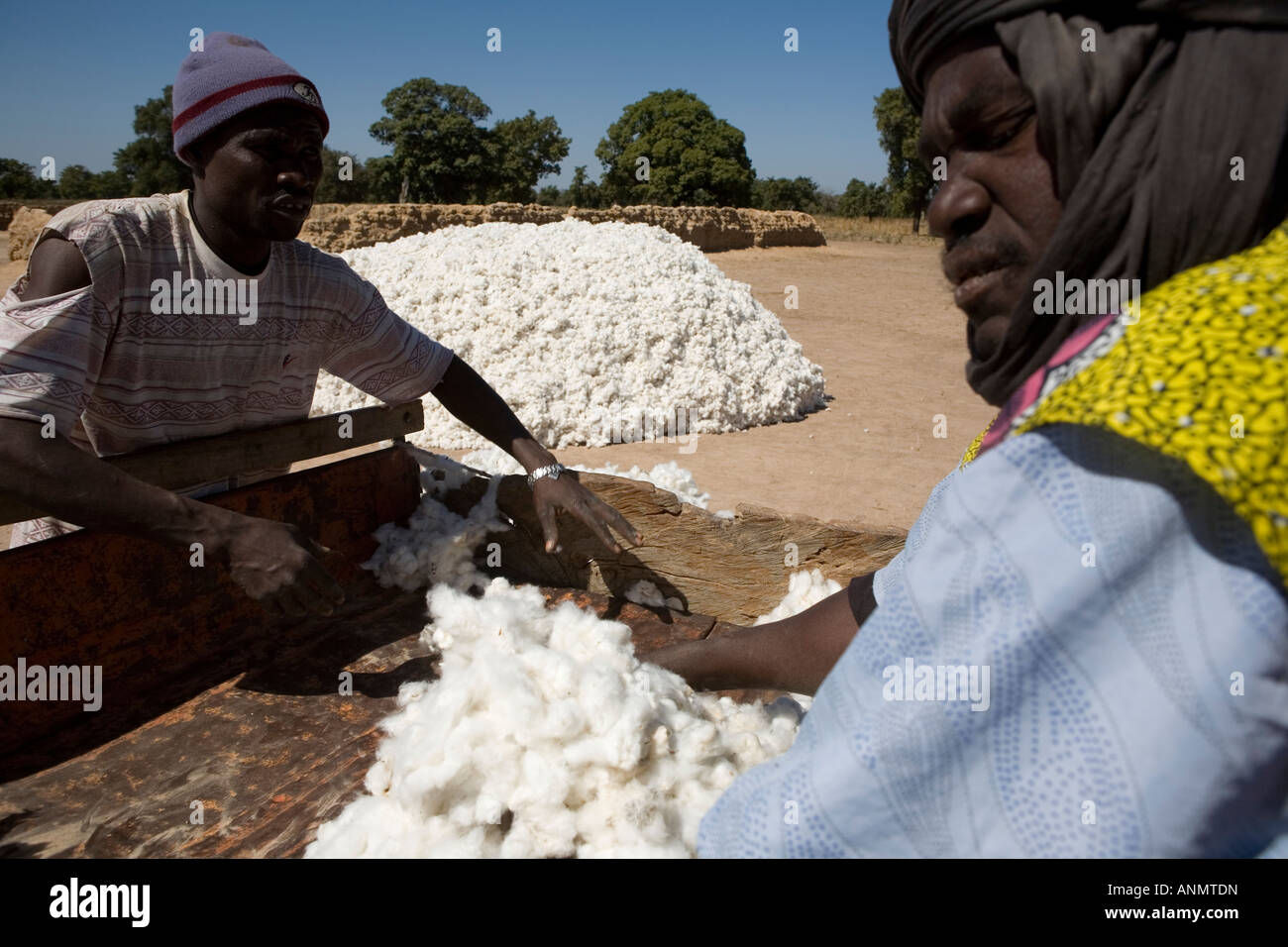 Storing fairtrade cotton in Serankoro village Mali Stock Photo