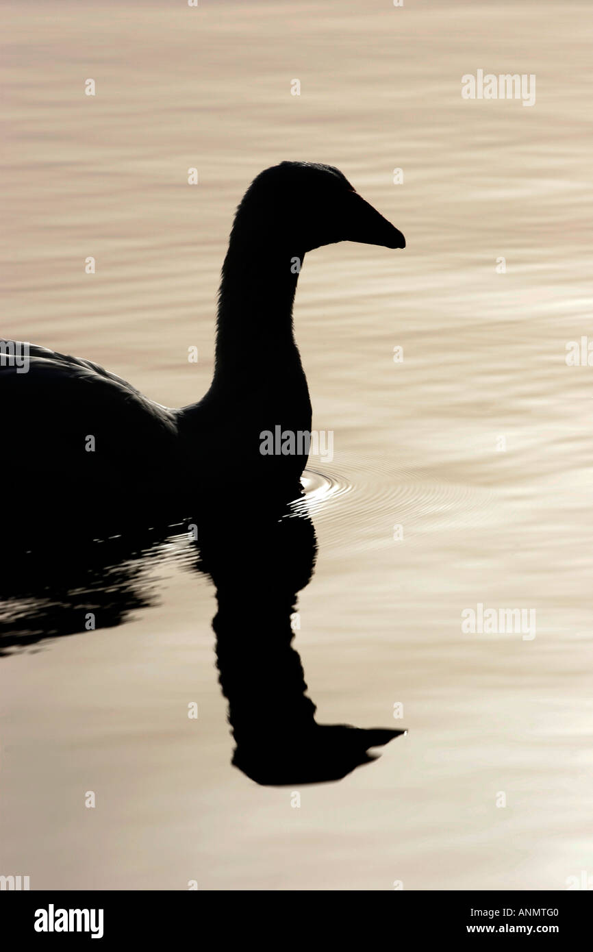 Silhouette of a swan on smooth water Stock Photo