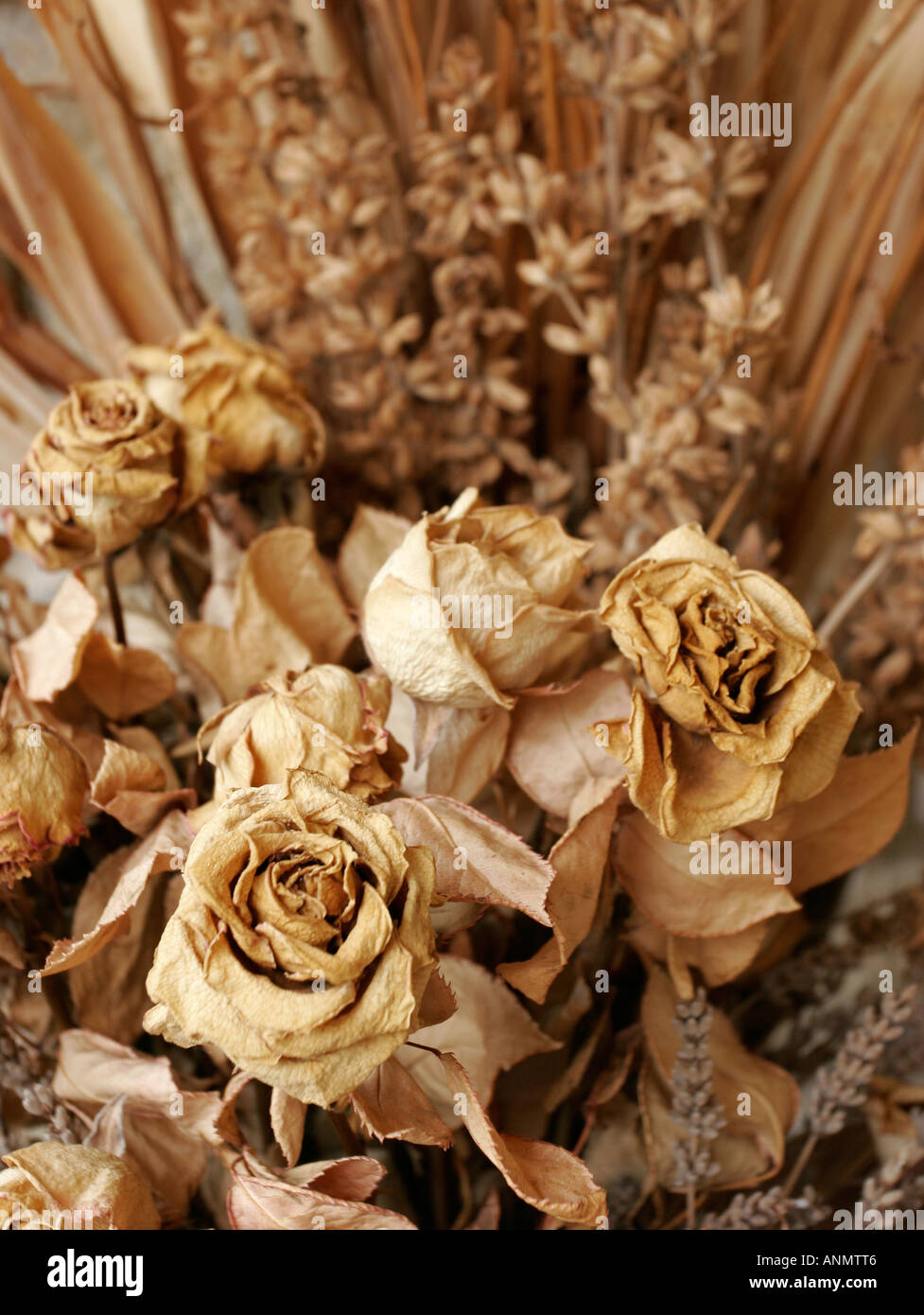 Bunch Of Dead Roses High Resolution Stock Photography and Images - Alamy