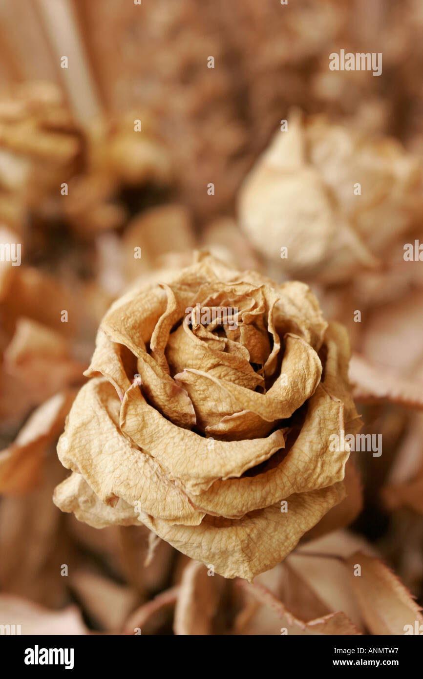Dried rose bloom Stock Photo Alamy
