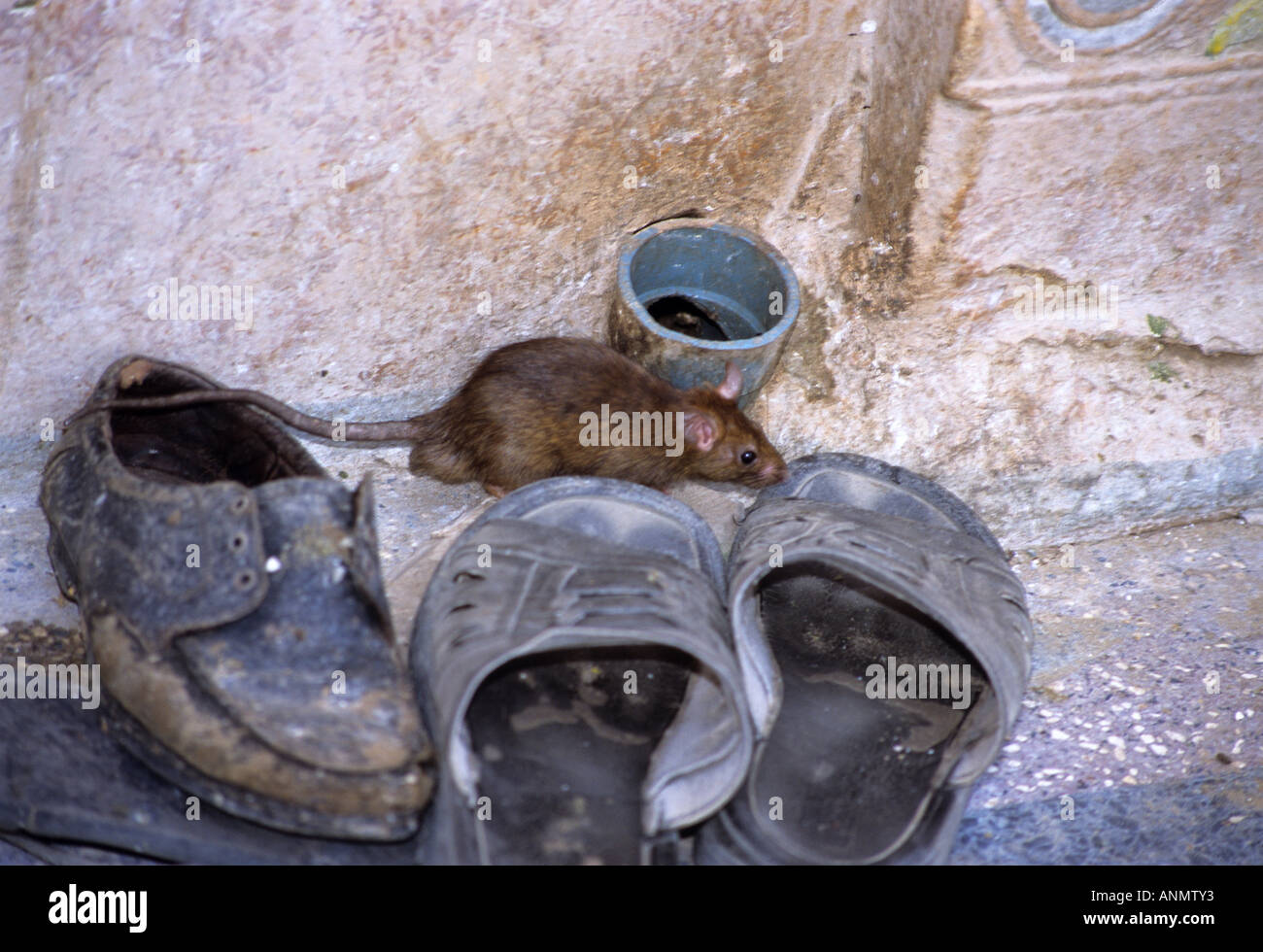 Rat sniffing around sandals in Hindu rat temple Stock Photo - Alamy
