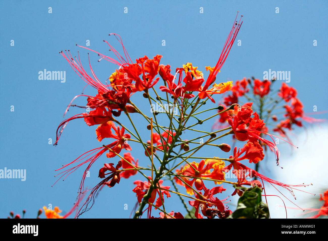 Red orange yellow blue flowers hi-res stock photography and images - Alamy